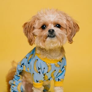 Banana Sweater2