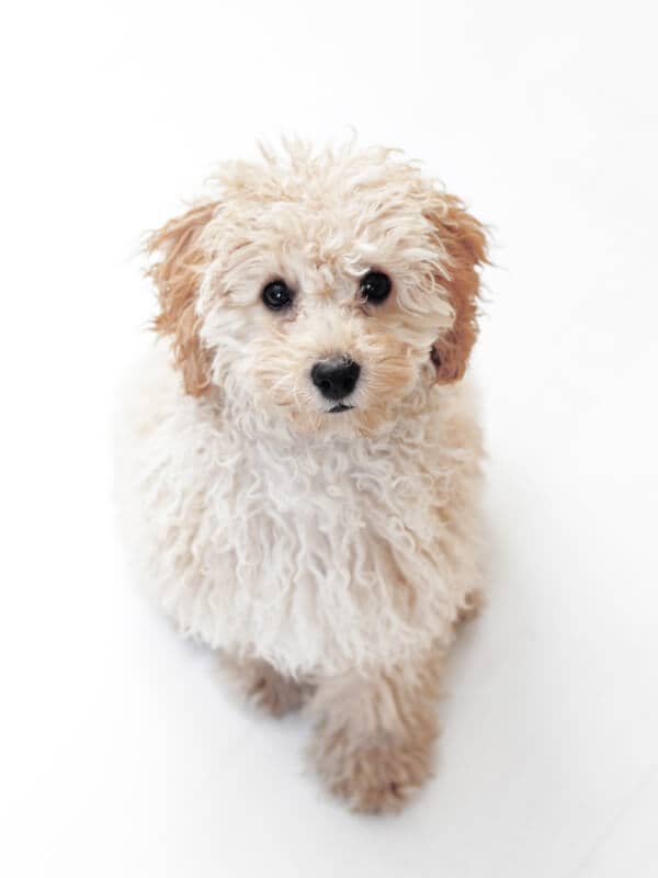 White Puppy